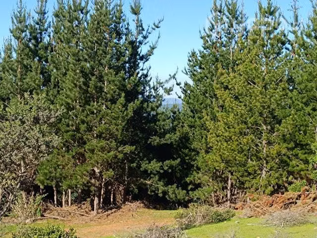 Terreno en curepto con bosque