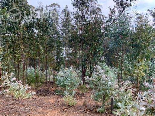 Terreno en Foresta de Curauma - Imagen 7