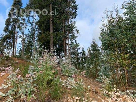 Terreno en Foresta de Curauma - Imagen 5