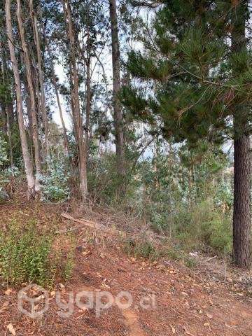 Terreno en Foresta de Curauma - Imagen 6
