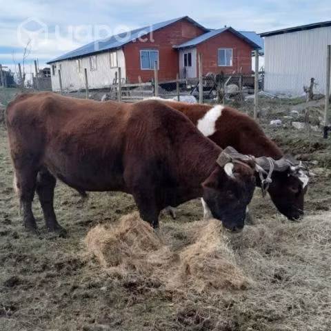 Toro Manso - Imagen 3