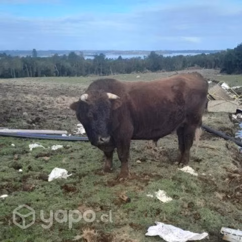 Toro Manso