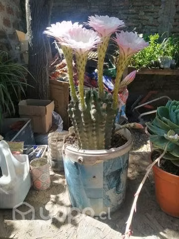 Venta de cactus.suculentas y plantas ornamentale