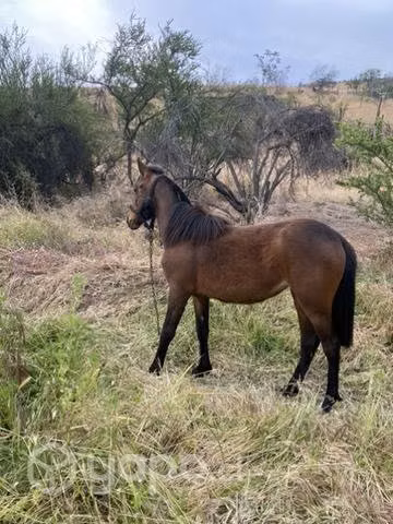 Potranca de un año dos meses