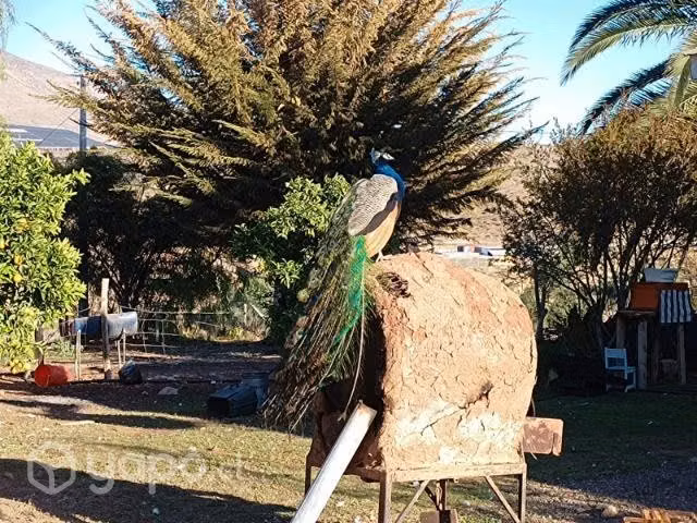 pavos reales
