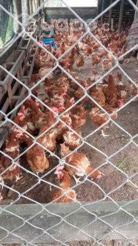 Gallinas ponedoras de 1 año