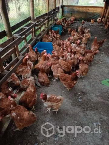 Gallinas ponedoras de 1 año