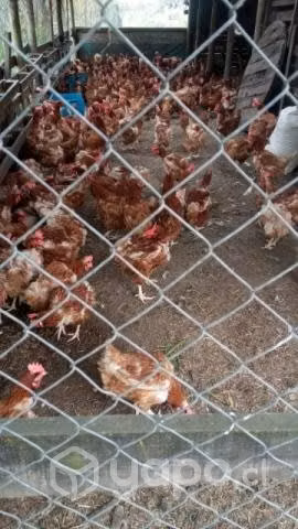 Gallinas ponedoras de 1 año