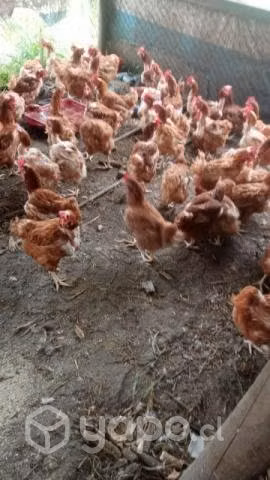 Gallinas ponedoras de 1 año