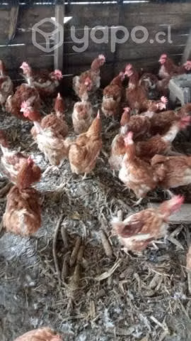 Gallinas ponedoras de 1 año
