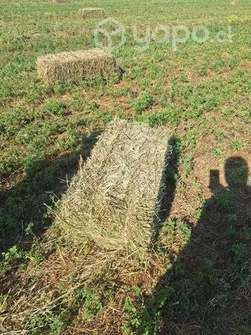 Pasto alfalfa - Imagen 2