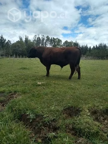 Toro de 2 años
