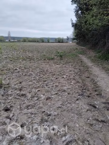 Se Arrienda Terreno 1 Hectárea en sector Caleuche - Imagen 2