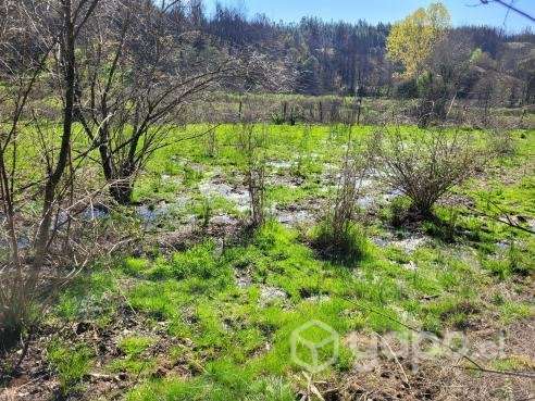 Campo en Nacimiento sector Millapoa