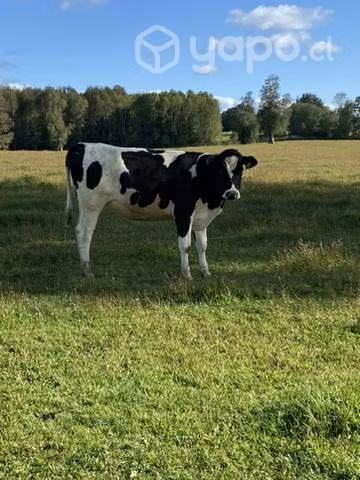 Vaquilla holsteins - Imagen 2
