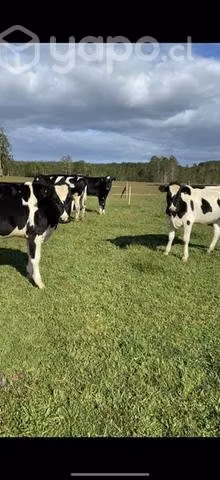 Vaquilla holsteins - Imagen 5