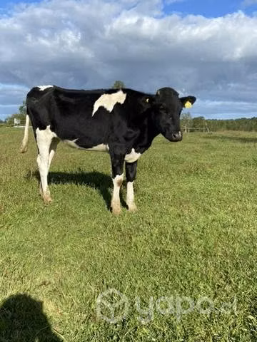Vaquilla holsteins - Imagen 4