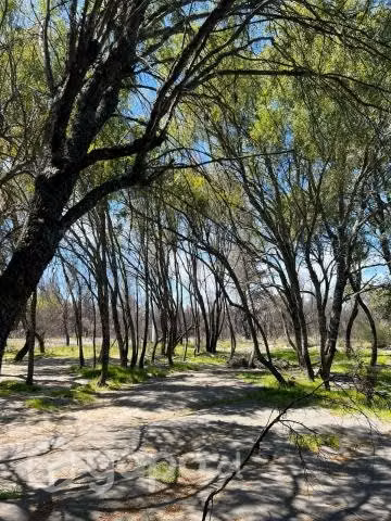 SITIO 5000M2 El Roble, Pangal del Laja, Yungay