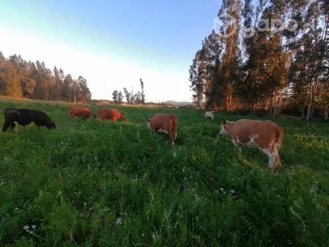 Venta de parcela en región de O'Higgins