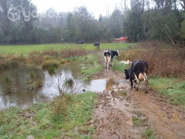 Vacas paridas