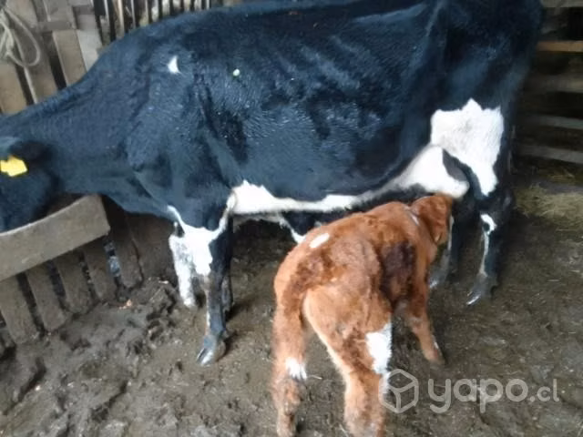 Vacas paridas