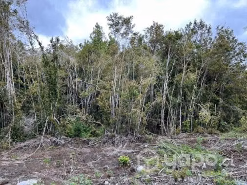 Parcela 5000mt2 en lago chapo