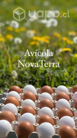Huevos pequeños Tercera