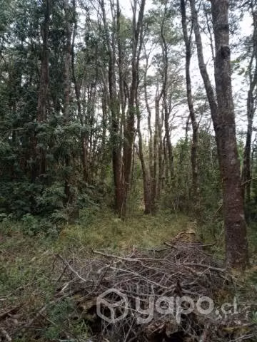 Terreno mas casa, bodega, gallinero cel
