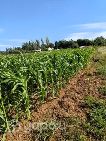 Terreno en Carretones centro