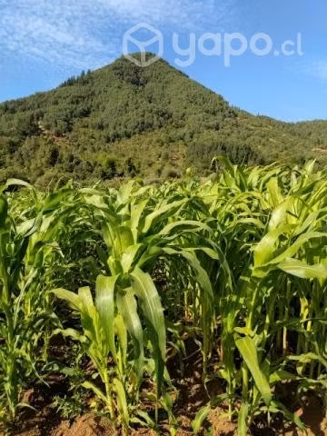 Terreno en Carretones centro