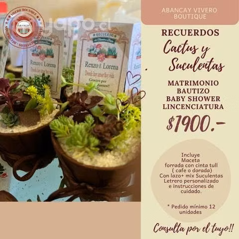 Recuerdos suculentas matrimonio licenciatura