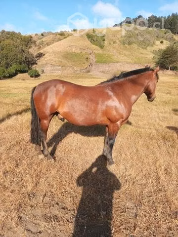 Caballo inscrito