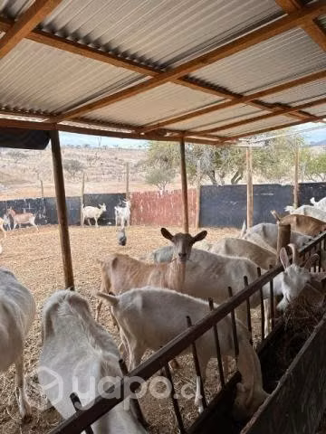 Cabras