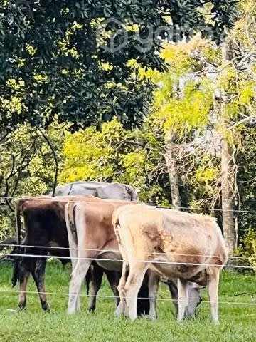 2 jersey
