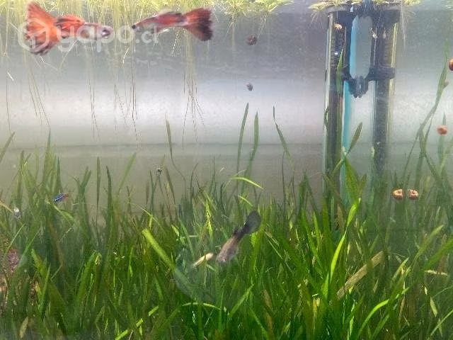 Acuario - Imagen 3