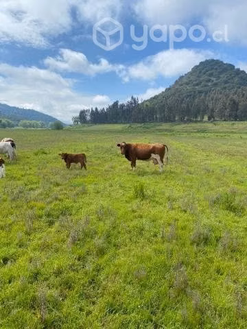 Vacas paridas - Imagen 2