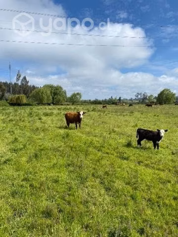 Vacas paridas - Imagen 3