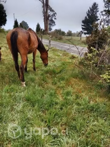 Yegua preñada
