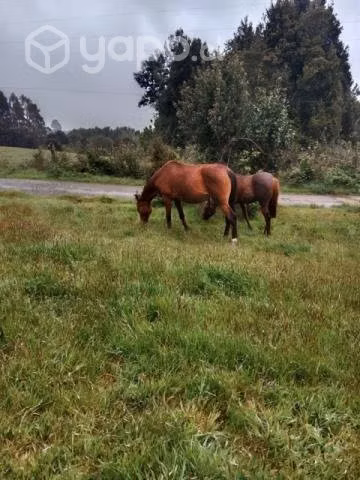 Yegua preñada