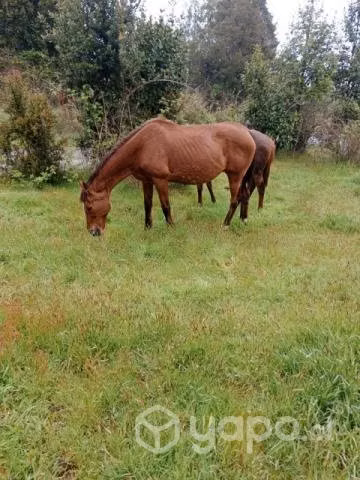 Yegua preñada