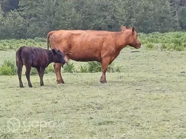 Vaca Parida