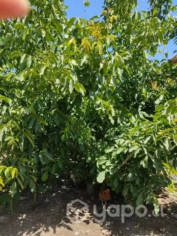 Terreno tipo condominio