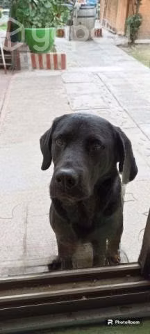 Labrador Retriever para cruza