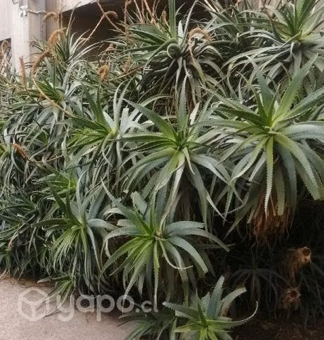 Se regala Aloe vera
