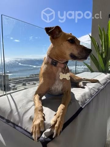 Soy Kala y busco hogar donde me den mucho cariño