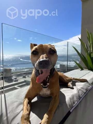 Soy Kala y busco hogar donde me den mucho cariño - Imagen 5