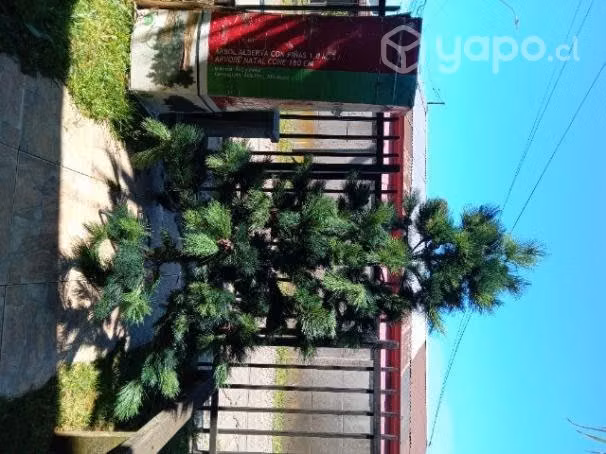 árbol de navidad
