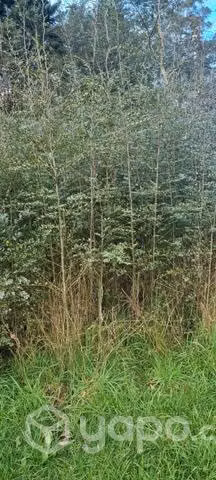 Plantas de ulmos y coihues de 2 años. - Imagen 2
