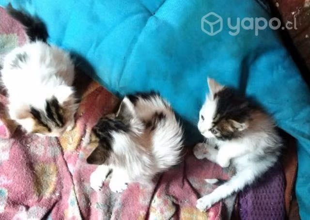 Gatitos lindos - Imagen 2
