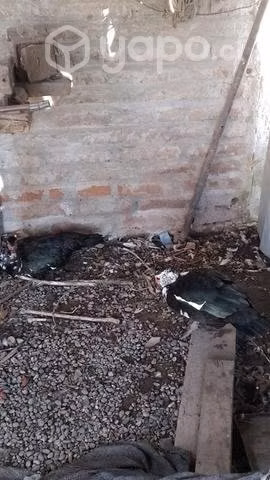 Patas nuevas - Imagen 2